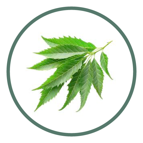 Neem